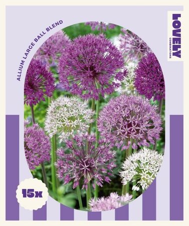 Combi Allium Large Ball - Image courtesy of Kapiteyn