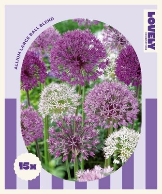 Combi Allium Large Ball - Image courtesy of Kapiteyn