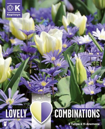 Combi Anemone Blue & Tulipa White (23 bulbs)