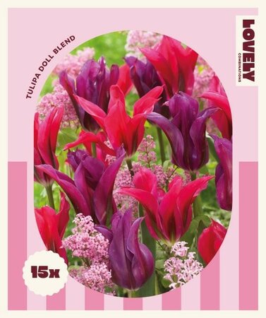 Combi Tulipa Doll Blend - Image courtesy of Kapiteyn