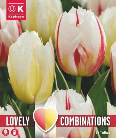 Combi Tulip Duo Triumph Happy 'Red & Yellow' (15 bulbs)