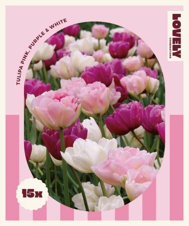 Combi Tulip Pink,Purple,White - Image courtesy of Kapiteyn