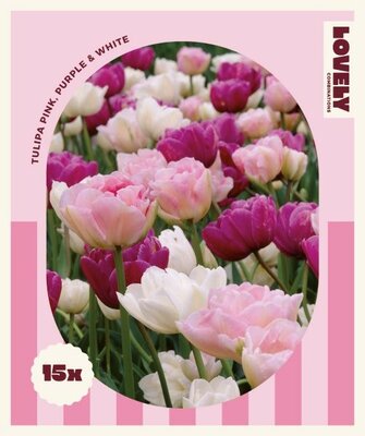 Combi Tulip Pink,Purple,White - Image courtesy of Kapiteyn