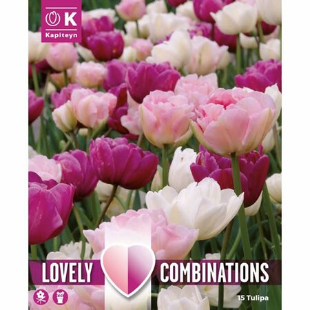 Combi Tulip Pink, Purple, White (15 bulbs)