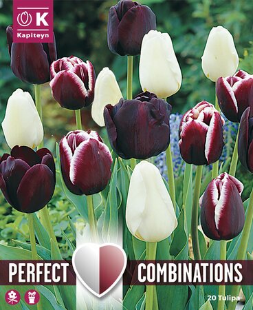 Combi Tulipa Black Blend (20 bulbs)