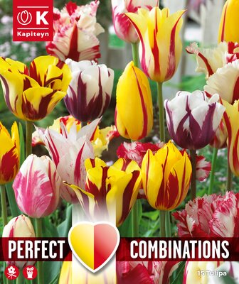 Combi Tulipa Fireworks Blend (15 bulbs)