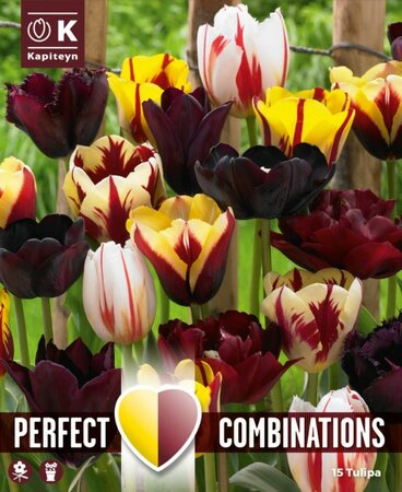 Combi Tulipa 'Mystic' Blend - Image courtesy of Kapiteyn