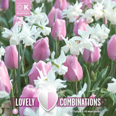 Combi Tulipa Pink & Narcissus White (20 Bulbs)