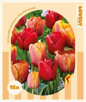 Combi Tulipa Red, Orange & Yellow Blend - Image courtesy of Kapiteyn