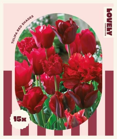 Combi Tulipa Red Shades - Image courtesy of Kapiteyn