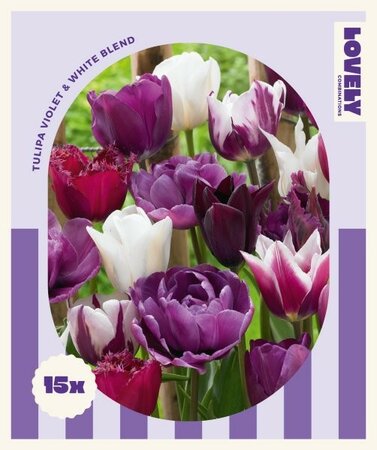 Combi Tulipa Violet & White Blend - Image courtesy of Kapiteyn
