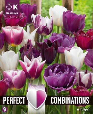 Combi Tulipa Violet & White Blend (15 bulbs)
