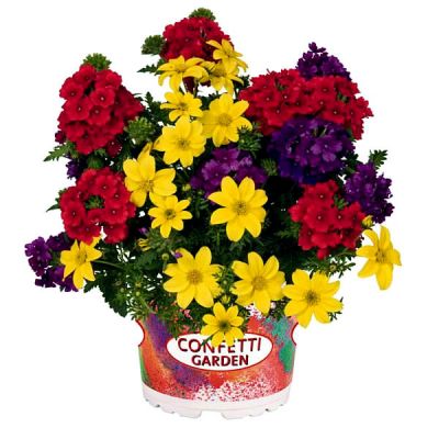 Confetti Mixed - Image courtesy of Confetti Garden