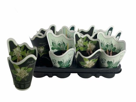 Convallaria majalis in potcover - Image courtesy of Plantline