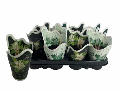 Convallaria majalis in potcover - Image courtesy of Plantline