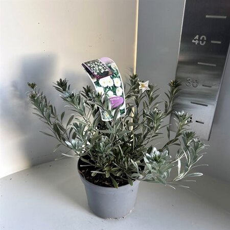 Convolvulus cneorum - Image courtesy of Pannebakker