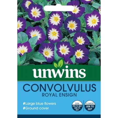 Convolvulus Royal Ensign