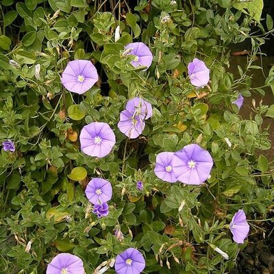 Convolvulus sabatius (9cm pot)