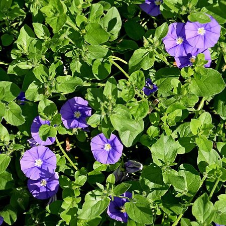 Convolvulus sabatius 'Blue' - Photo by Krzysztof Golik (CC BY-SA 4.0)
