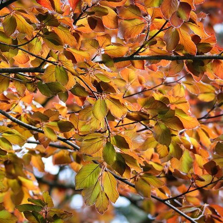 Copper Beech (Fagus sylvatica‘purpurea’) 60-80cm Bare Root