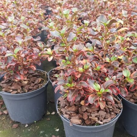 Coprosma 'Inferno' - Image courtesy of Tully Nurseries