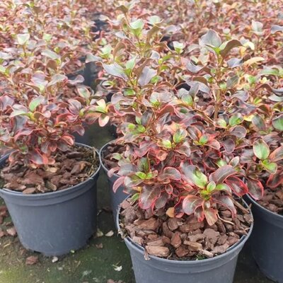 Coprosma 'Inferno' - Image courtesy of Tully Nurseries