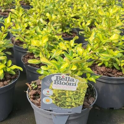 Coprosma 'Lemon And Lime' - Image courtesy of Tully Nurseries
