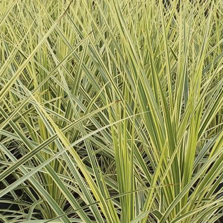 Cordyline 'Lime Passion' - Image courtesy of Tully Nursery
