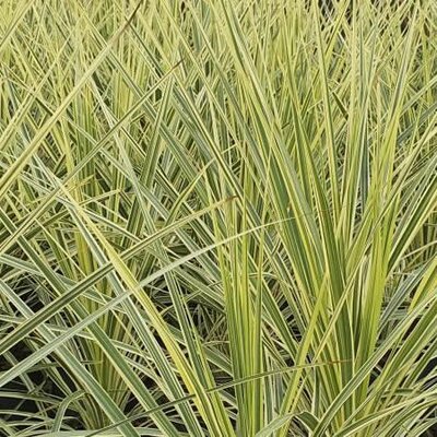 Cordyline 'Lime Passion' - Image courtesy of Tully Nursery