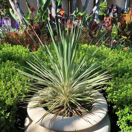 Cordyline Australis - Photo by cultivar413 *CC BY-SA 2.0)