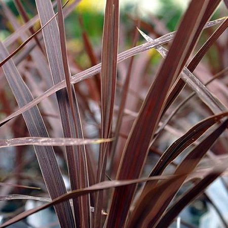 Cordyline 'Red Star' - Photo by David J. Stang (CC BY-SA 4.0)