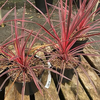 Cordyline 'Charlie Boy' - Photo by YellowAxolotl (Cc BY-SA 4.0)