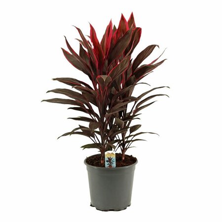 Cordyline 'Tango' - Image courtesy of Pannebakker