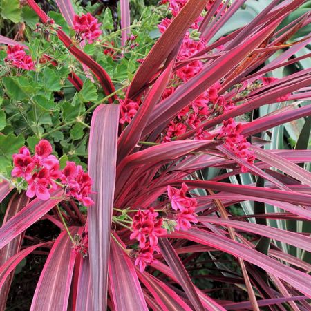 Cordyline "Pink Passion" - Photo by cultivar413 (CC BY-SA 2.0)