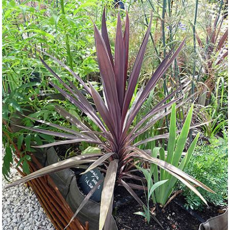 Cordyline “Red Star” - Photo by Citron / CC BY-SA 3.0
