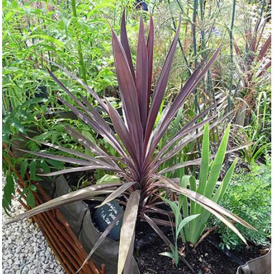 Cordyline “Red Star” - Photo by Citron / CC BY-SA 3.0