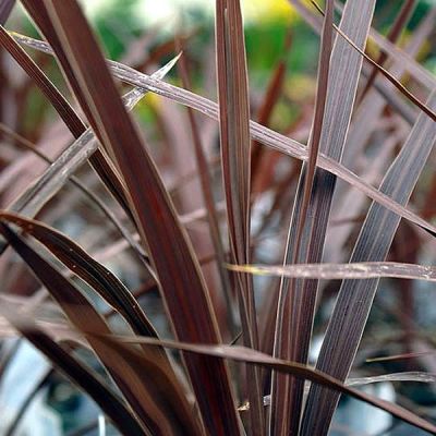 Cordyline 'Red Star' (2L pot)