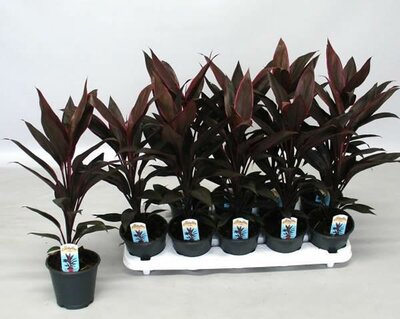 Cordyline 'Tango' - Image courtesy of Pannebakker