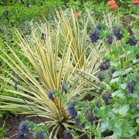 Cordyline "Torbay Dazzler" - Photo by cultivar413 (CC BY-SA 2.0)