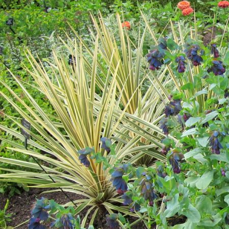 Cordyline 'Torbay Dazzler' -  Photo by cultivar413 (CC BY-SA 2.0)