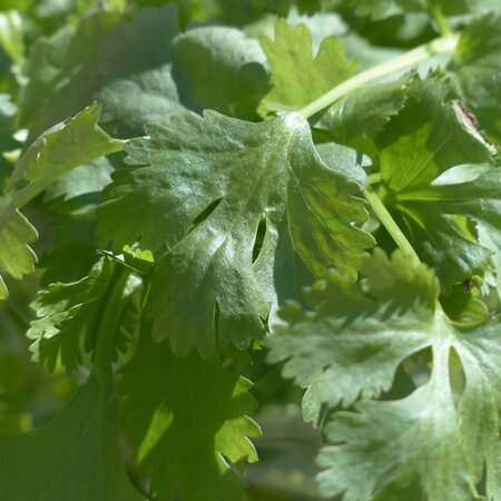 Coriander - Image by Hans from Pixabay 
