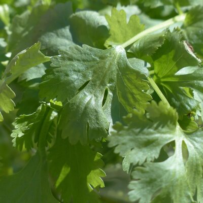 Coriander - Image by Hans from Pixabay 