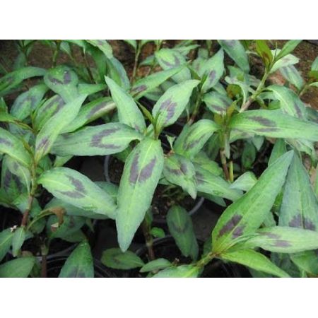 Coriander 'Vietnamese' (9cm pot)