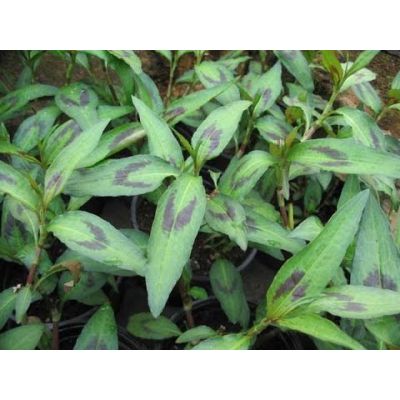 Coriander 'Vietnamese' (9cm pot)