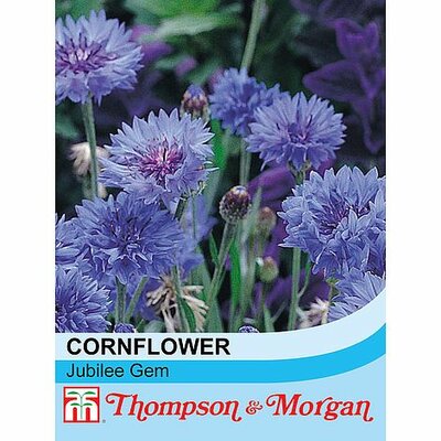 Cornflower Jubilee Gem - Image courtesy of T&M