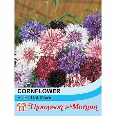 Cornflower Polka Dot Mixed - Image courtesy of T&M