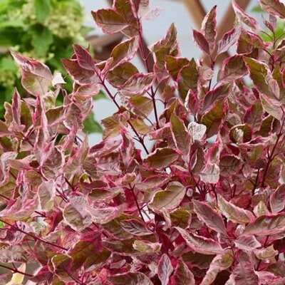 Cornus alba 'Miracle' ® - Public image here under fair use