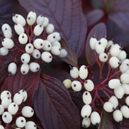 Cornus alba 'Siberian Pearls' (3L pot)