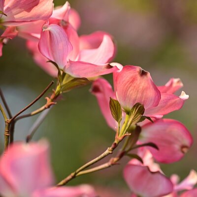 Cornus 'Kilmacuragh Rose' - Image by Mariya Muschard from Pixabay 