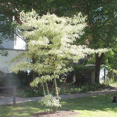 Cornus controversa variegata (5L pot)